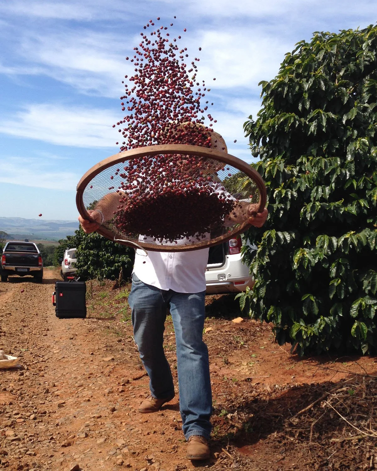 Dipsea Espresso - Image 4
